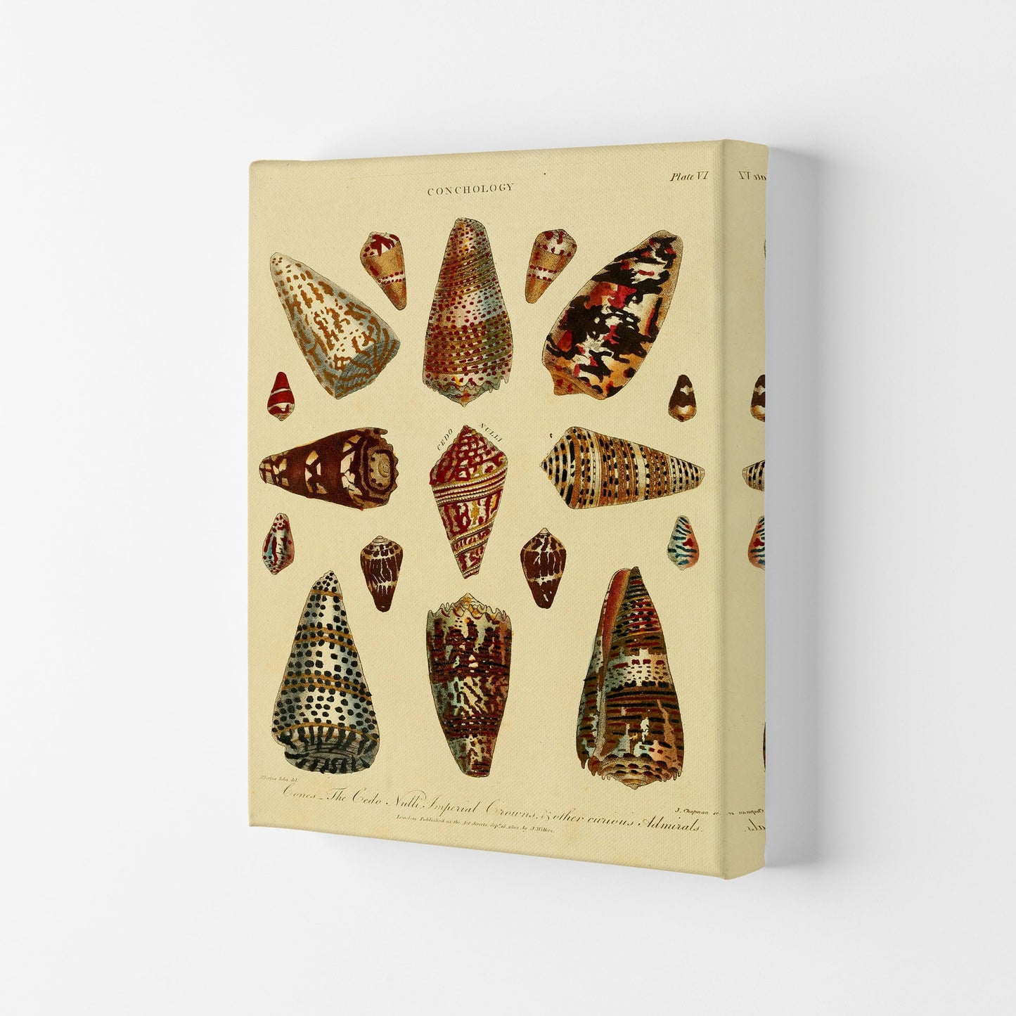 Conchologie Illustration 2 Kunstdruck