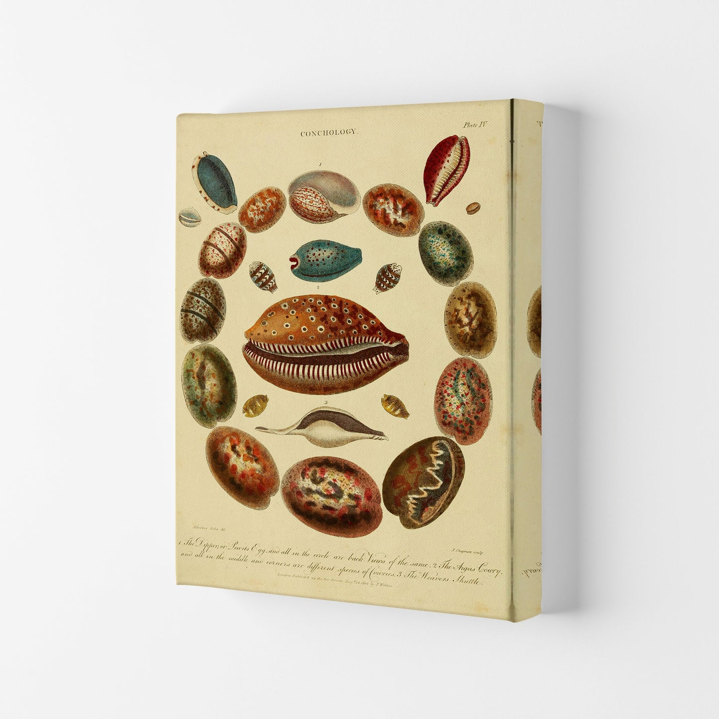 Conchologie Illustrationskunst Druck