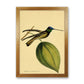 Kronen-Hummervogel-Kunstdruck