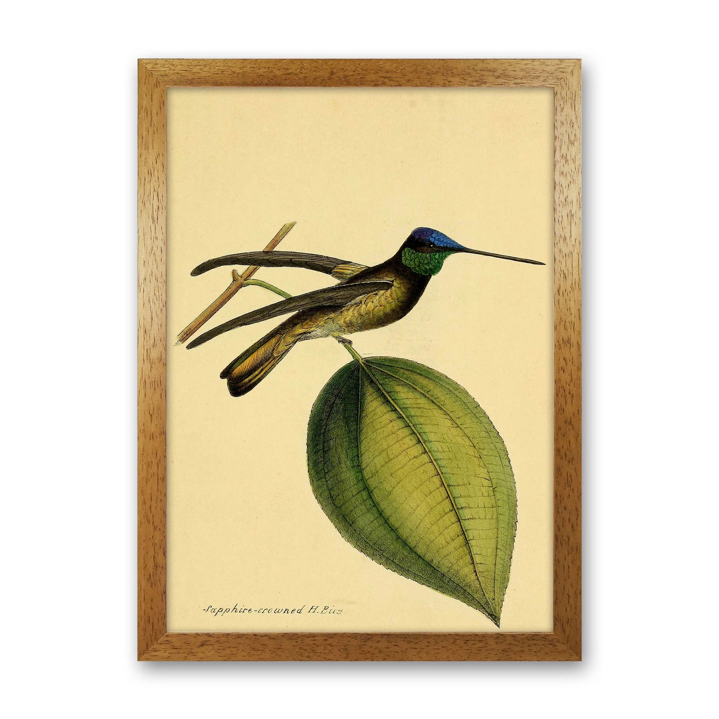 Kronen-Hummervogel-Kunstdruck