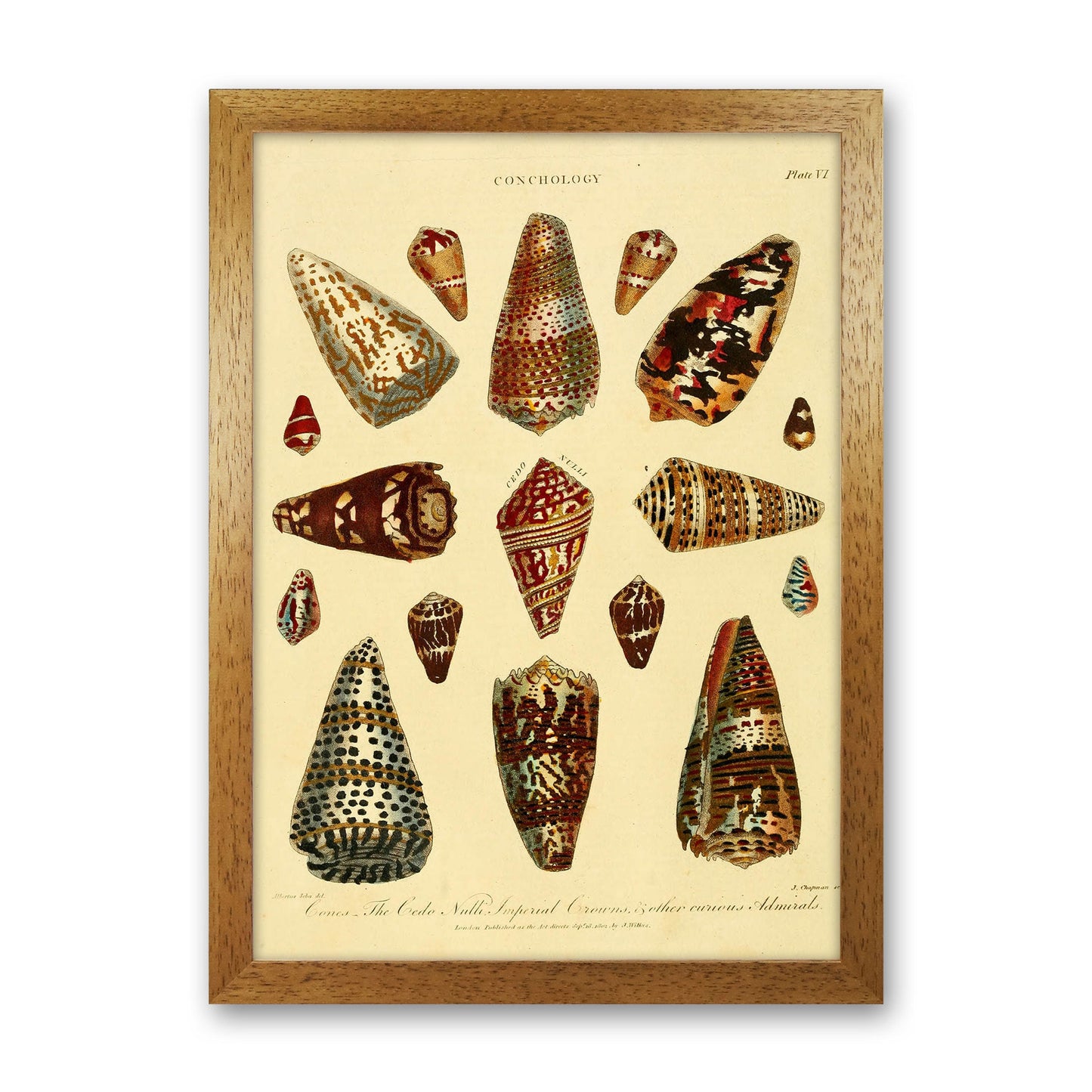Conchologie Illustration 2 Kunstdruck