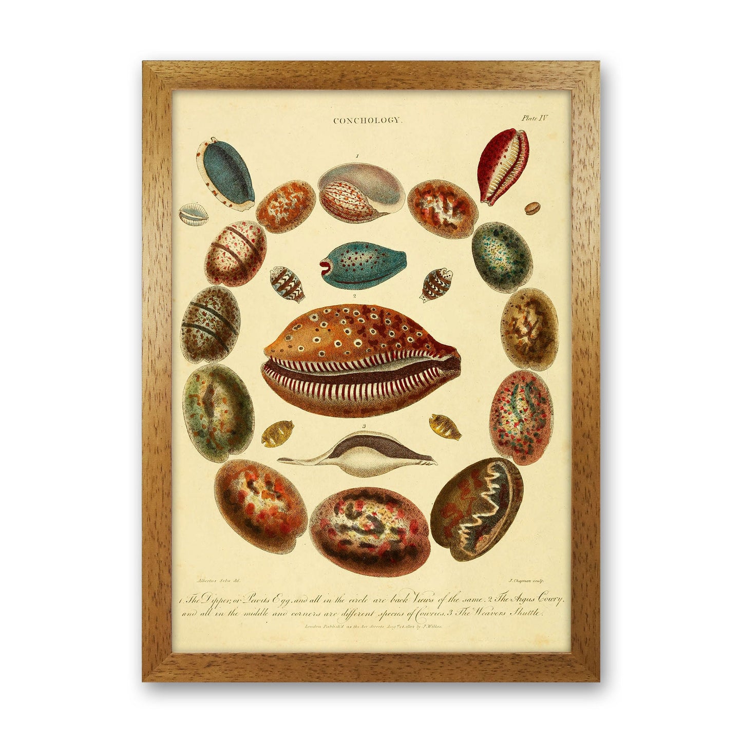 Conchologie Illustrationskunst Druck