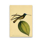 Kronen-Hummervogel-Kunstdruck