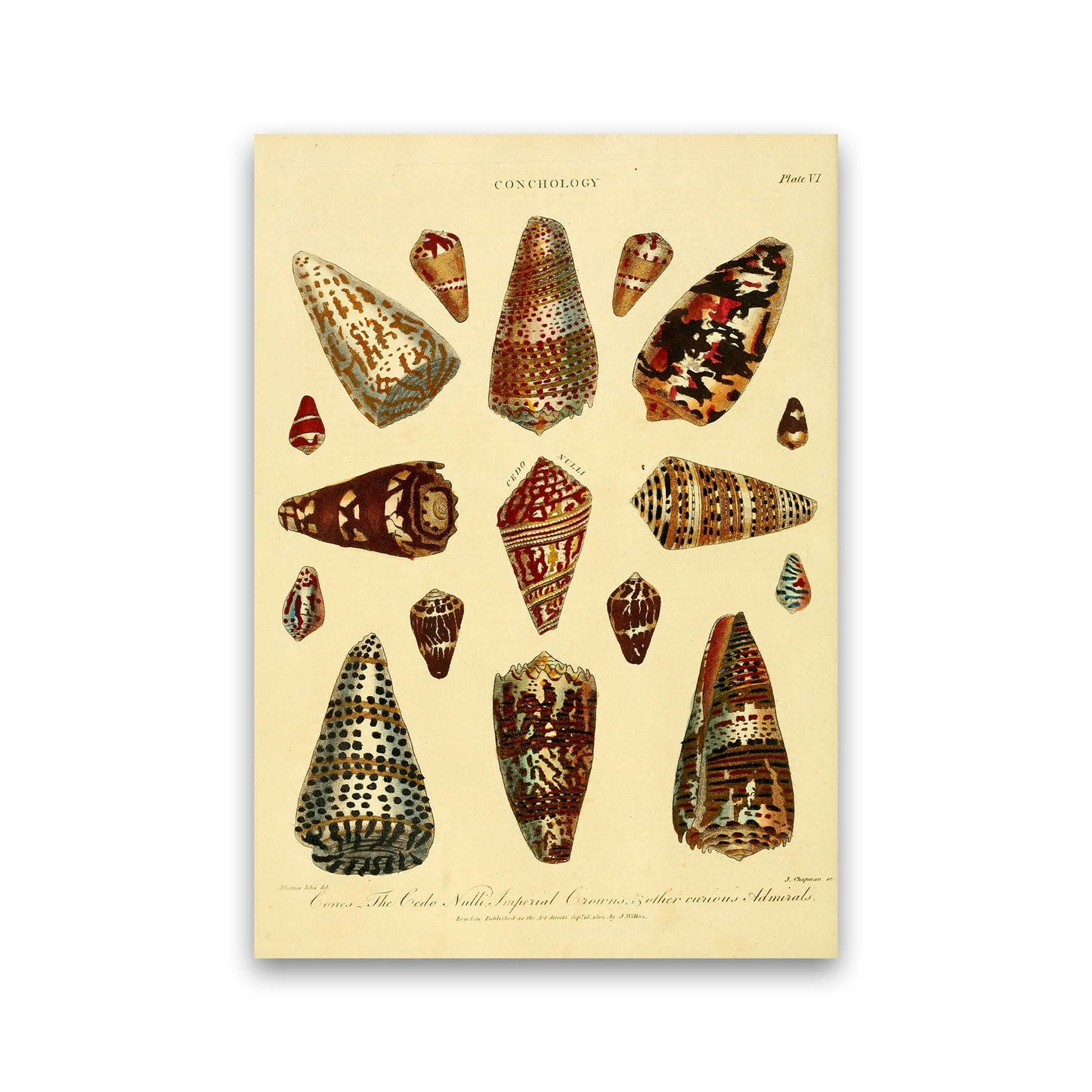 Conchologie Illustration 2 Kunstdruck