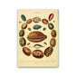 Conchologie Illustrationskunst Druck
