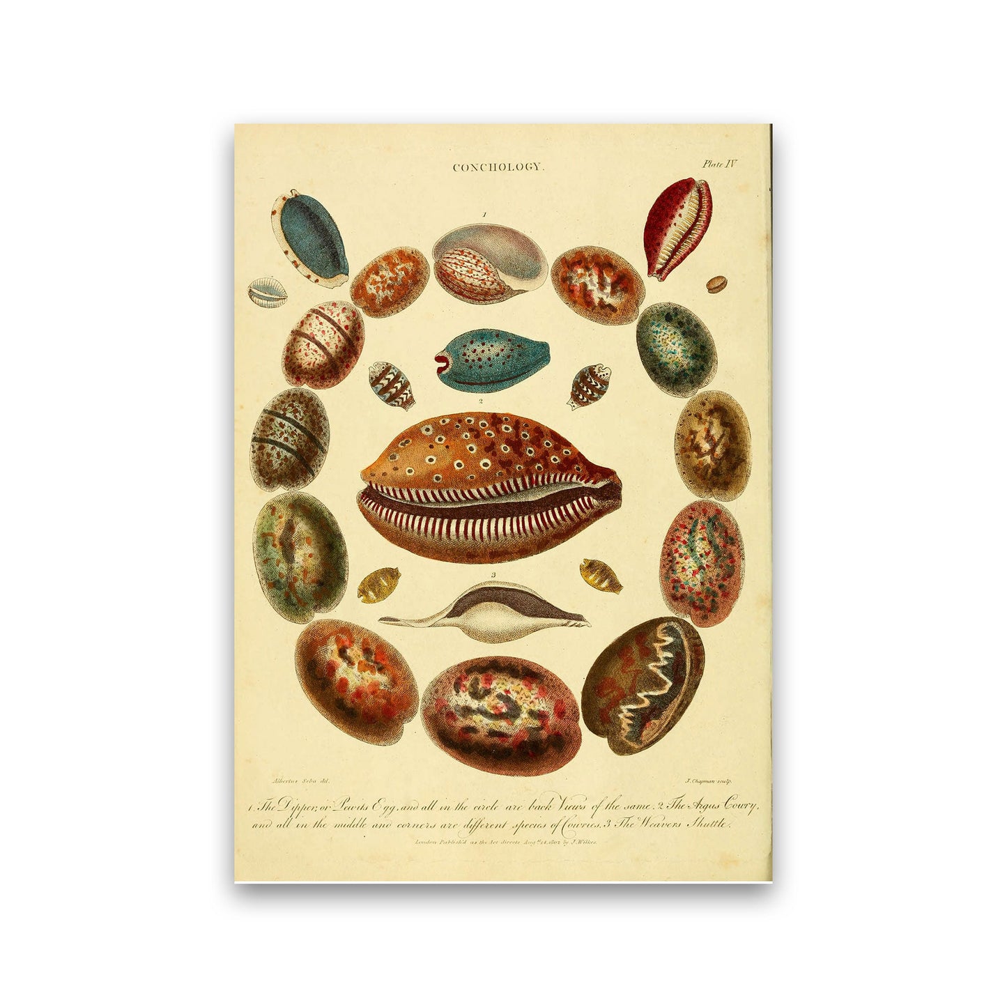 Conchologie Illustrationskunst Druck