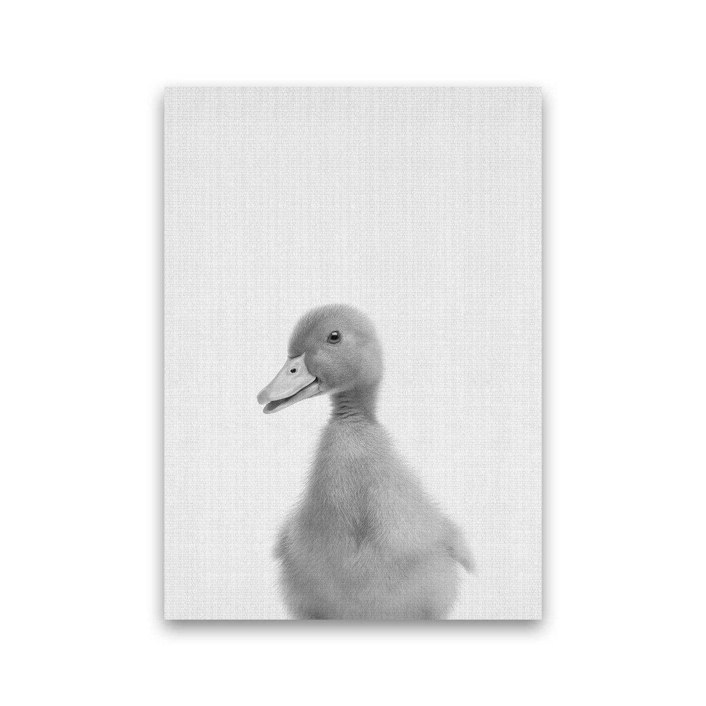 Neugieriger Enten Kunstdruck