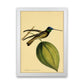 Kronen-Hummervogel-Kunstdruck