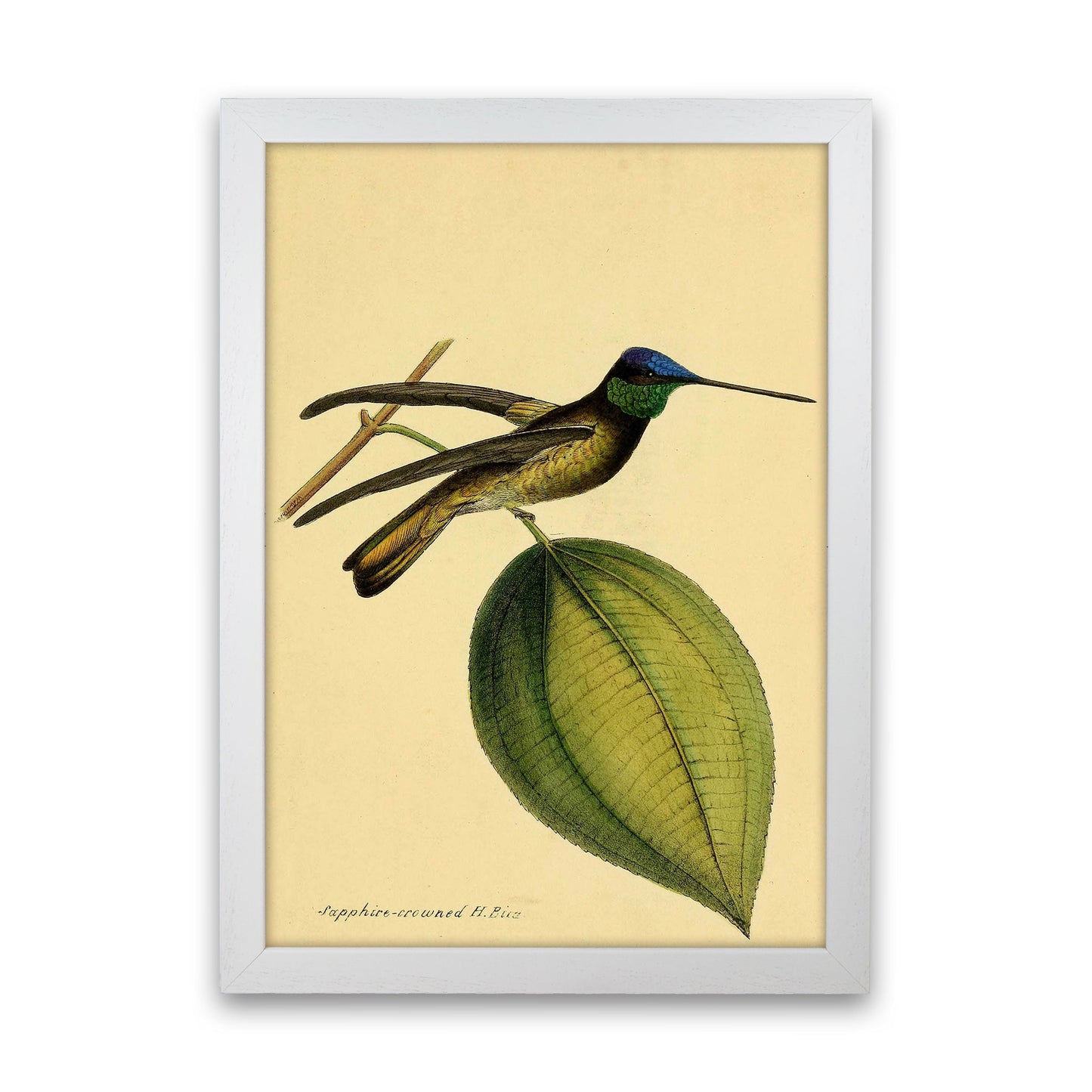 Kronen-Hummervogel-Kunstdruck