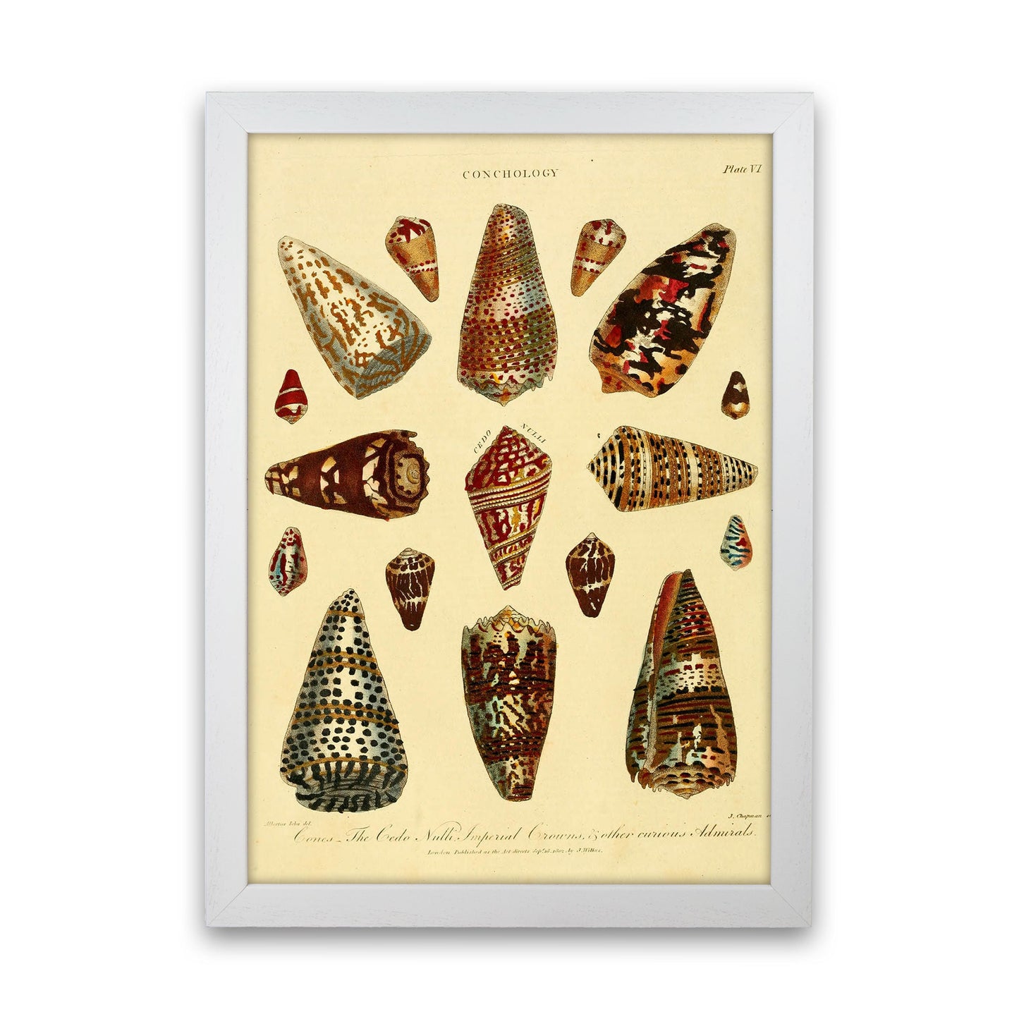 Conchologie Illustration 2 Kunstdruck