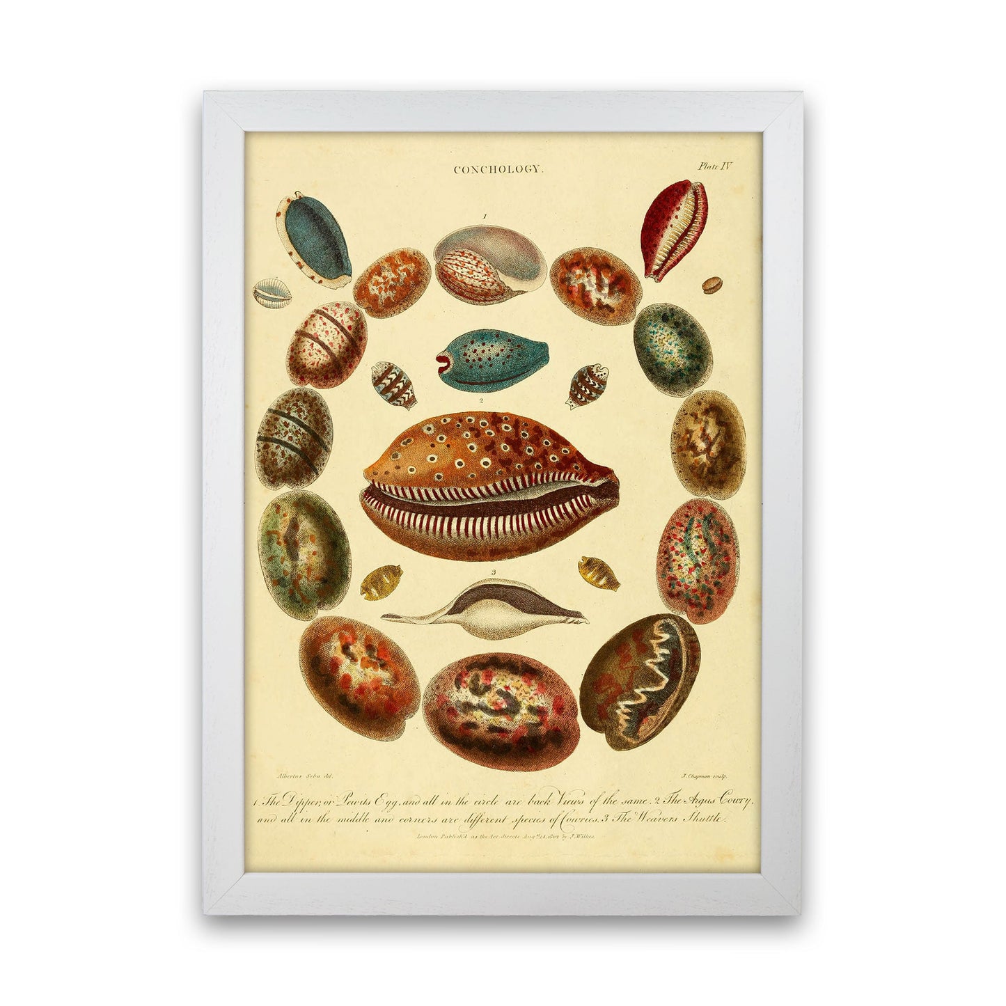 Conchologie Illustrationskunst Druck