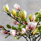 Lebensechte künstliche Magnolienzweige