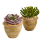 Große Sukkulente Kunstpflanze in Ceramic Vase (Set von 2)