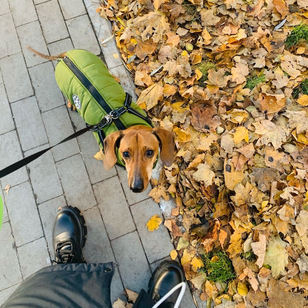 Frendorf | DoggyKönig 3 in 1 Jacket
