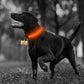Frendorf | Nylon LED Haustier Hundehalsband, Nachtsicherheitsblinkendes Leuchthalsband, Hunde leuchtende fluoreszierende Halsbänder Haustierbedarf