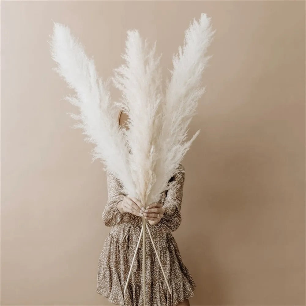 Pampas Getrocknete Blumen