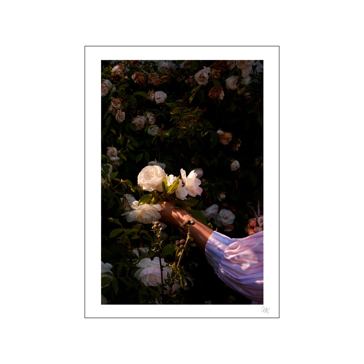 Rose Hand