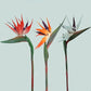 Frendorf | Künstliche Paradiesvogelblumen – 3 Stück Gummi-Strelitzia 62,2 cm langer Stiel für DIY-Home- & Partydécor