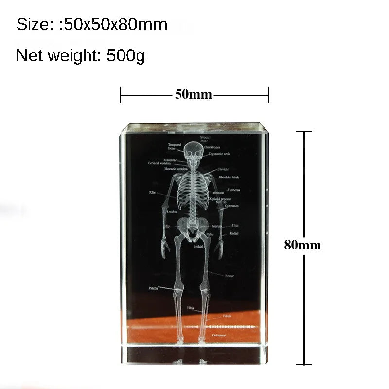 Kristall-Skelett-Würfelmodell, 3D-Lasergravierte menschliche anatomische Statue, Papiergewicht Anatomie Geist, Neurologie, Medizinwissenschaft Geschenk
