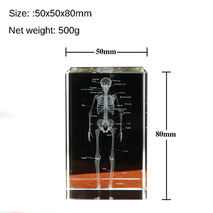 Kristall-Skelett-Würfelmodell, 3D-Lasergravierte menschliche anatomische Statue, Papiergewicht Anatomie Geist, Neurologie, Medizinwissenschaft Geschenk