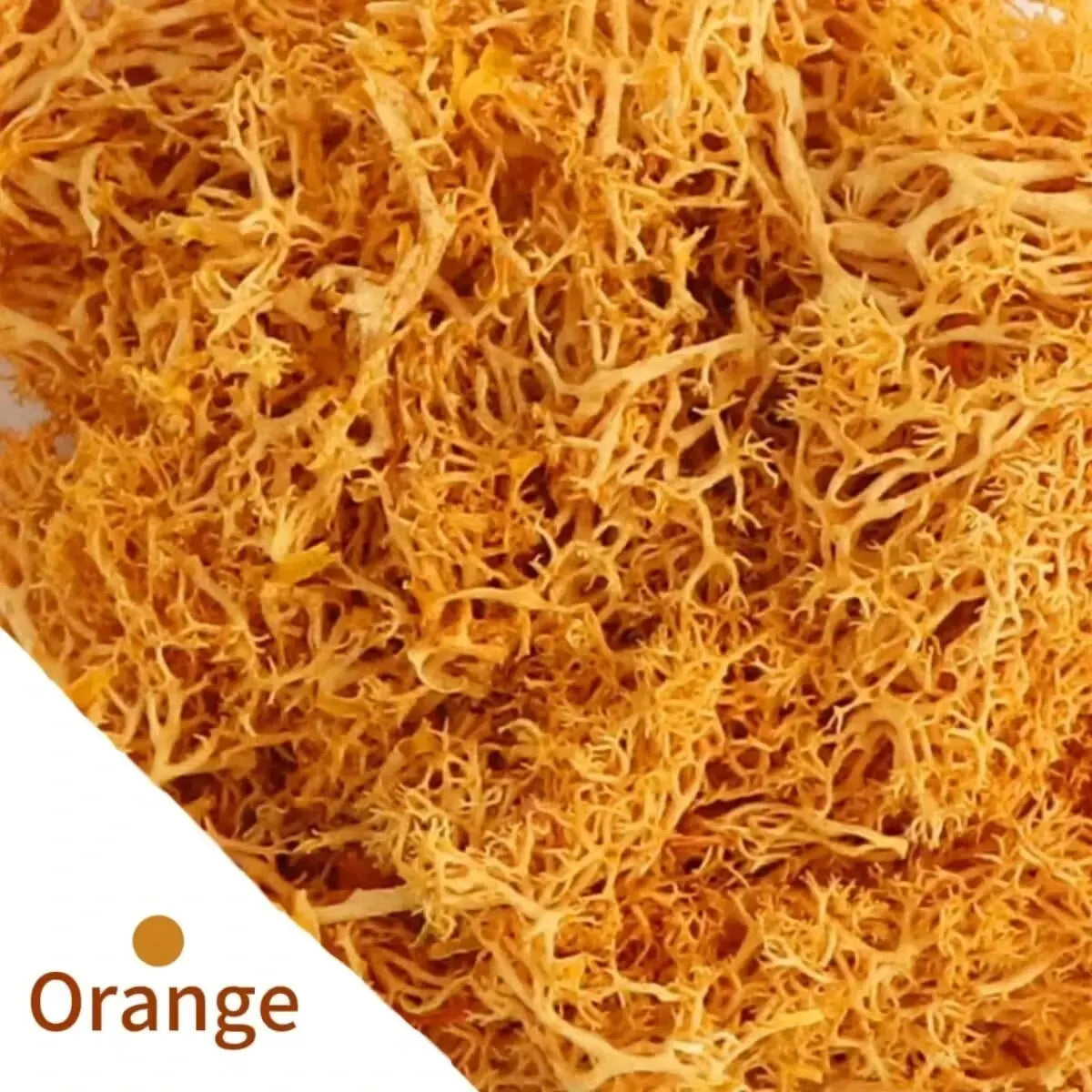 Frendorf | EvergreenPro Deko-Moos | Pflegefrei & Flexibel | Immergrüner Look