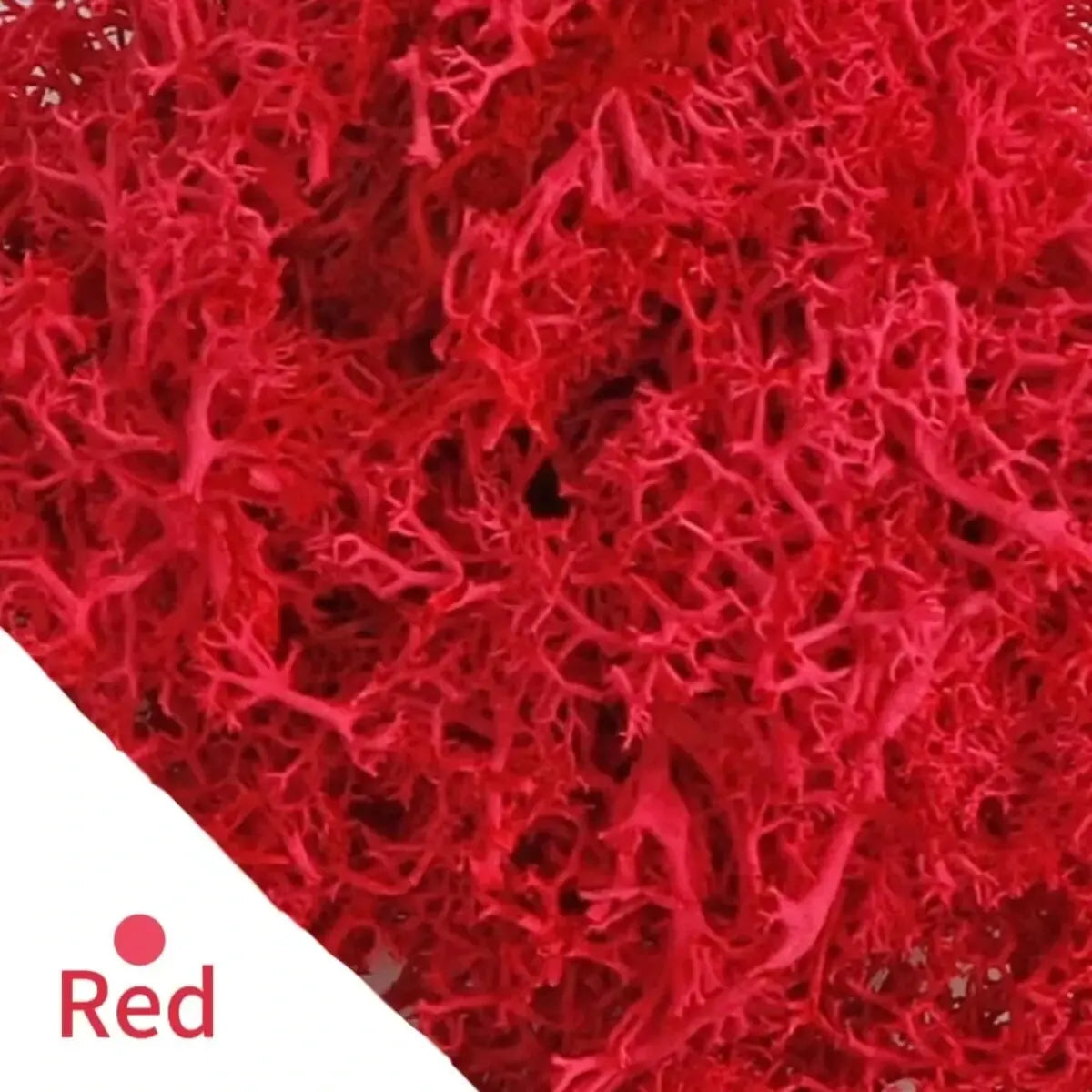 Frendorf | EvergreenPro Deko-Moos | Pflegefrei & Flexibel | Immergrüner Look