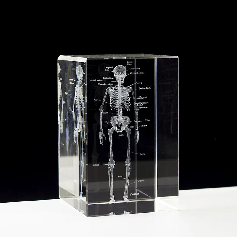 Kristall-Skelett-Würfelmodell, 3D-Lasergravierte menschliche anatomische Statue, Papiergewicht Anatomie Geist, Neurologie, Medizinwissenschaft Geschenk