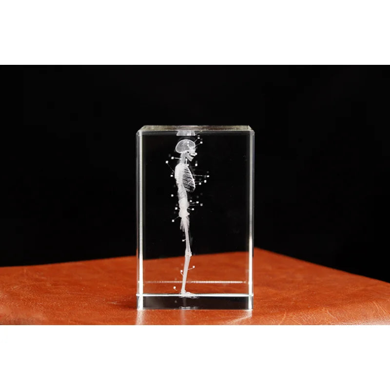 Kristall-Skelett-Würfelmodell, 3D-Lasergravierte menschliche anatomische Statue, Papiergewicht Anatomie Geist, Neurologie, Medizinwissenschaft Geschenk