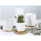 Marmor Goldblatt Pflanzen Topf Set
