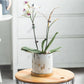 Marmor Goldblatt Pflanzen Topf Set