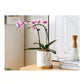 Marmor Goldblatt Pflanzen Topf Set