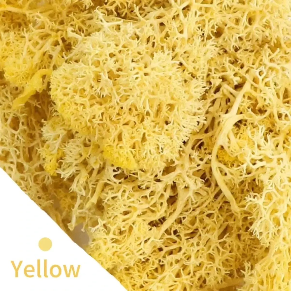 Frendorf | EvergreenPro Deko-Moos | Pflegefrei & Flexibel | Immergrüner Look