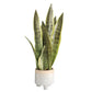 Frendorf | 3 Stück Künstliche Sansevieria Pflanzen – Bonsai Dekoration mit Tiger Piran Blättern für Zuhause, Garten und Desktop Dekor