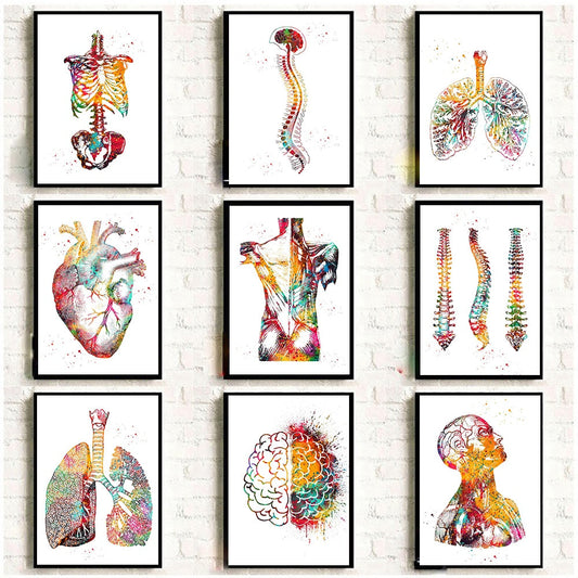 Heimliche menschliche Anatomie Muskeln System Wandkunst Leinwandmalerei Poster und Drucke Körperkarte Wandbilder Medizinische Bildung Dekor