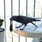 Frendorf | Moderne Lucky Bird Tischlampe – Kreatives Harz Tierdesign für Schlafzimmer und Wohnzimmer