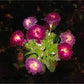 Outdoor Solar LED Blumenlampe