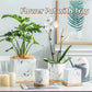 Marmor Goldblatt Pflanzen Topf Set