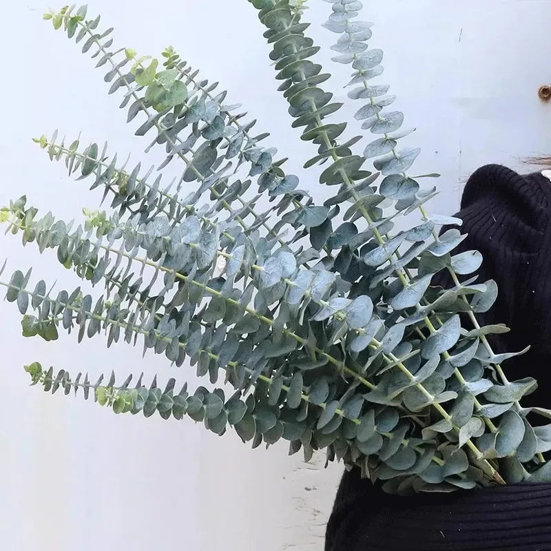 Frendorf | 12/10ST Äucalyptusblätter Sträuße – Künstliche Fake Eukalyptuszweige für Hochzeiten, Wohnkultur, DIY-Projekte und Fotografie