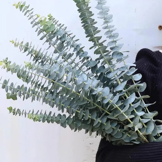 Frendorf | 12/10ST Äucalyptusblätter Sträuße – Künstliche Fake Eukalyptuszweige für Hochzeiten, Wohnkultur, DIY-Projekte und Fotografie