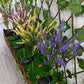 Pfad Solar Blumen Gartenlichter