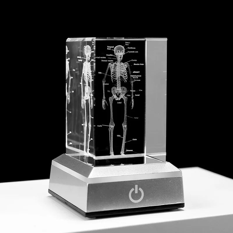 Kristall-Skelett-Würfelmodell, 3D-Lasergravierte menschliche anatomische Statue, Papiergewicht Anatomie Geist, Neurologie, Medizinwissenschaft Geschenk