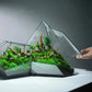 Frendorf | Geometrische Glas Moos Pflanztopf Terrarium Vase