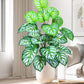 Frendorf | 105 cm künstlicher Fiddle Leaf Baum – Apfelblatt-Seidenpflanze für Zuhause, Büro & Jubiläumsdekoration – Topf, Bodenauslage