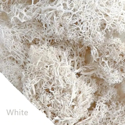 Frendorf | EvergreenPro Deko-Moos | Pflegefrei & Flexibel | Immergrüner Look