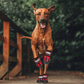 Frendorf | PawGrip Rutschfeste Hundestiefel | Schutz für Hundepfoten | Wasserdicht & Bequem