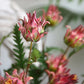 Frendorf | Künstlicher Protea Cynaroides Zweig