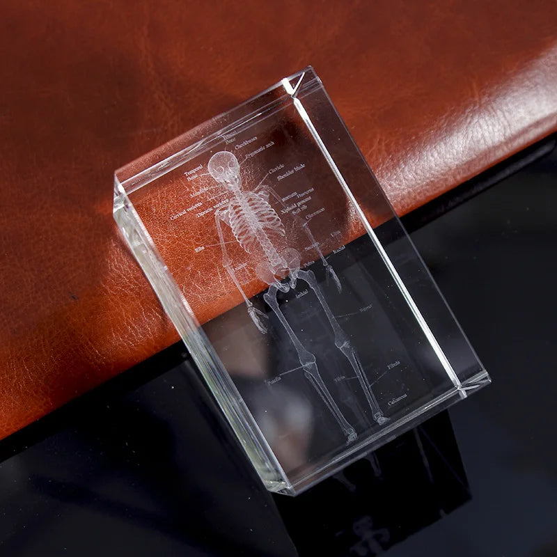 Kristall-Skelett-Würfelmodell, 3D-Lasergravierte menschliche anatomische Statue, Papiergewicht Anatomie Geist, Neurologie, Medizinwissenschaft Geschenk