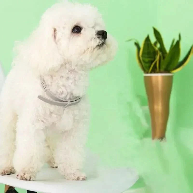 Frendorf | FLASHIELD COLLAR – Pflanzliches Floh- & Zeckenschutz-Halsband für Hunde & Katzen