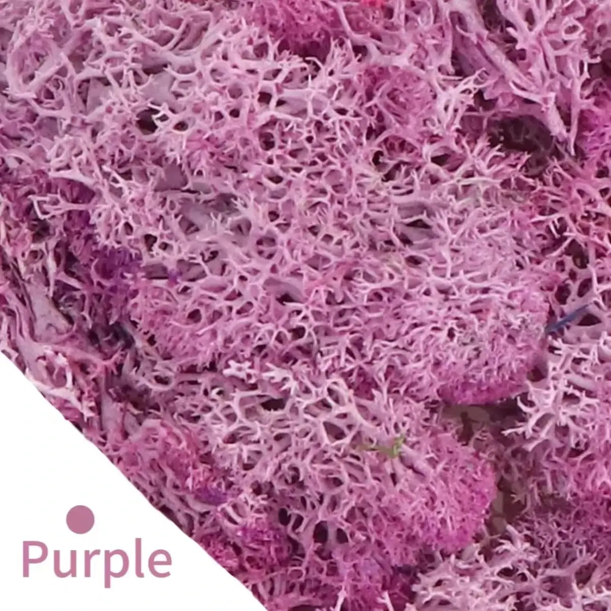 Frendorf | EvergreenPro Deko-Moos | Pflegefrei & Flexibel | Immergrüner Look