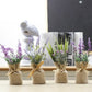 Frendorf | MagnaBloom Kompakte Magnetpflanzen | Dekorative Kunstpflanzen | Weiß, Lavendel & Foliage | Wand- und Kühlschrankdeko